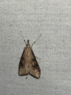 Udea itysalis thumbnail 4
