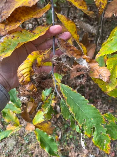 Allegheny Chinquapin