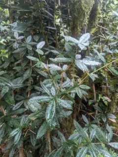 wintergreen barberry thumbnail 2