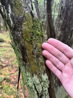 Hairy Pimple thumbnail 3