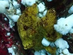 Mycale toporoki thumbnail 2