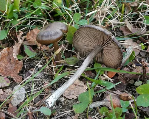 Entoloma lucidum