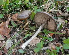 Entoloma lucidum thumbnail 1