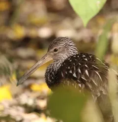 Limpkin photo