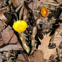 colt's-foot thumbnail 4