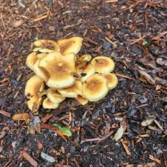 Slender Pholiota thumbnail 2