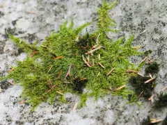 Haller's Feather-moss thumbnail 3