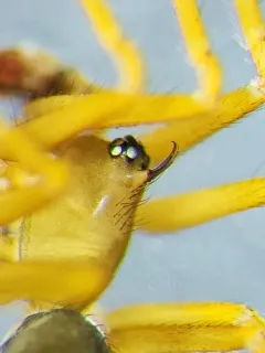 Wubana pacifica thumbnail 2