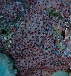 coralline fringed tubeworm thumbnail 4