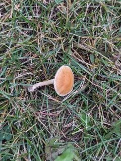 Agrocybe vervacti thumbnail 3