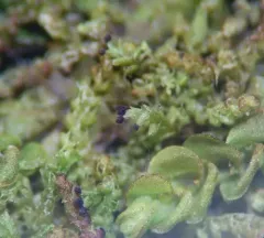 Pointed Earwort thumbnail 2