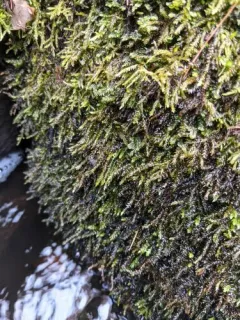 Platyhypnidium Moss thumbnail 2