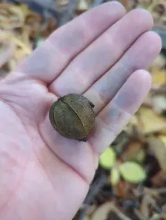 red hickory thumbnail 3