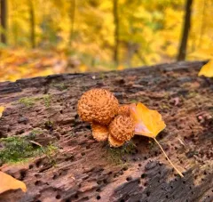 Decorated Pholiota thumbnail 2