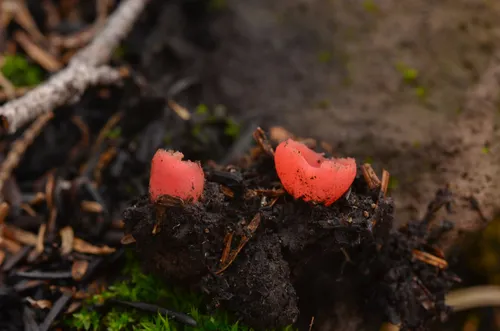 Rhodotarzetta rosea