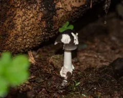 Constricted Grisette thumbnail 3