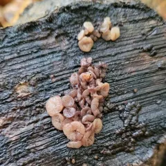 Beech Jelly-disc thumbnail 3