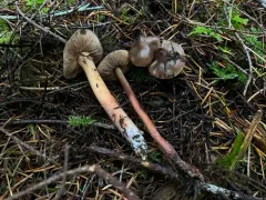 Phaeocollybia spadicea thumbnail 2