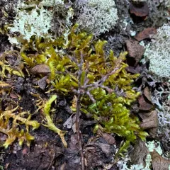 Golden Glade-moss thumbnail 3