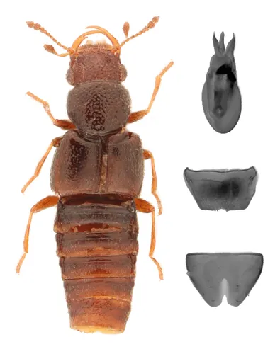 Euaesthetus americanus
