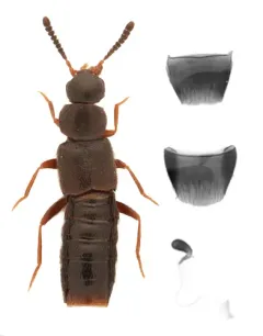 Leptusa carolinensis thumbnail 3