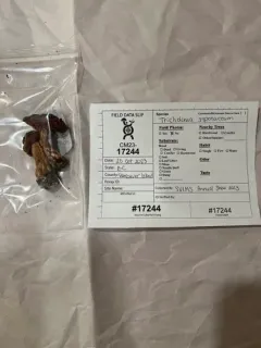 Tricholoma stans thumbnail 3