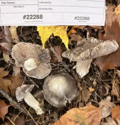 Tricholoma pullum thumbnail 4