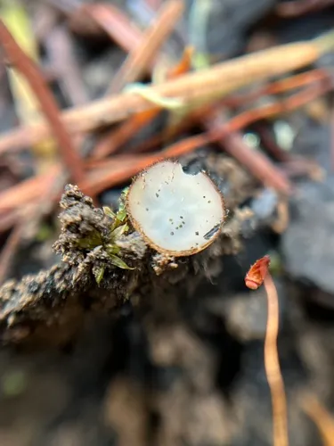 Perilachnea hemisphaerioides