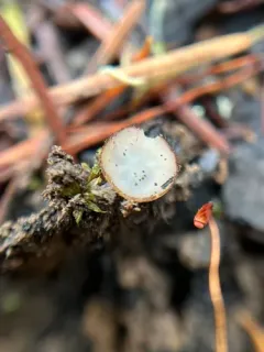 Perilachnea hemisphaerioides thumbnail 1