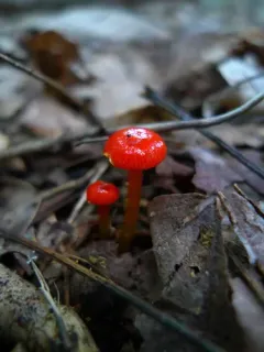 Hygrocybe minutula thumbnail 2