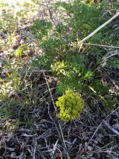 gray's lomatium thumbnail 3