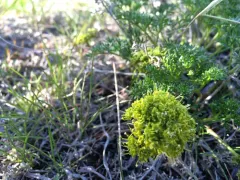gray's lomatium thumbnail 4