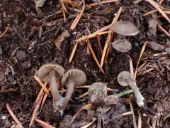 Rhodocybe caelata thumbnail 4