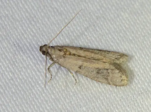 Tobacco moth