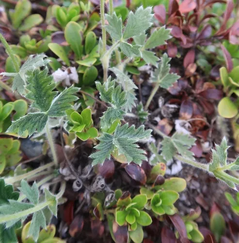 bluff cinquefoil