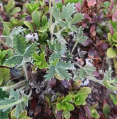 bluff cinquefoil thumbnail 1