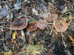 Cortinarius fragrantissimus thumbnail 3