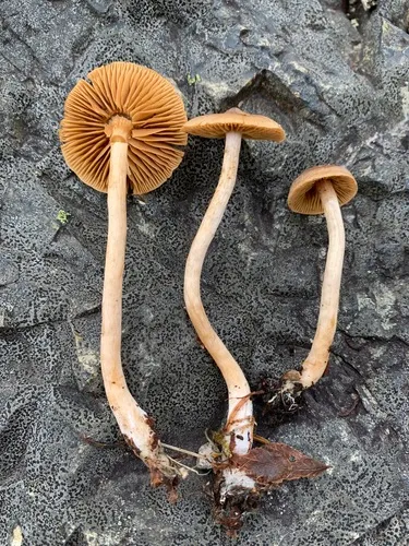 Cortinarius fulvescentoideus