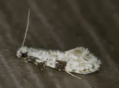 Nemapogon auropulvella thumbnail 4