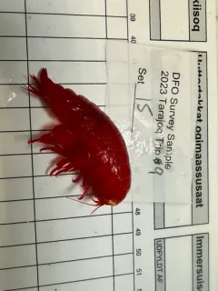 Eurythenes gryllus thumbnail 2