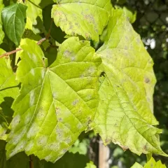 Grape Powdery Mildew thumbnail 3