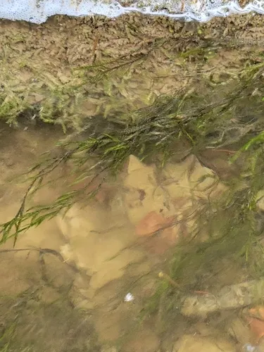 Cupped Water Moss