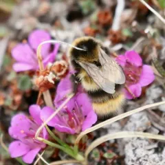 Polar Bumble Bee thumbnail 1