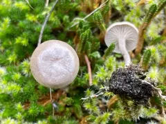 Clitopilopsis hirneola thumbnail 1