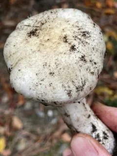 Hygrophorus gliocyclus thumbnail 3