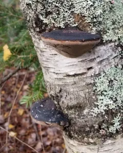 Phellinus nigricans thumbnail 3