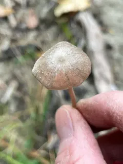 Entoloma ortonii thumbnail 4