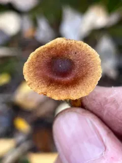 Cortinarius saniosus thumbnail 2