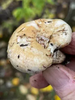 Lactarius pseudodelicatus thumbnail 1