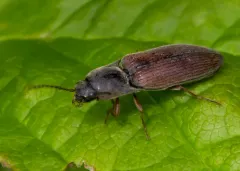 Quebec Click Beetle thumbnail 4